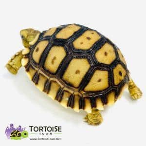 Sulcata tortoise humidity