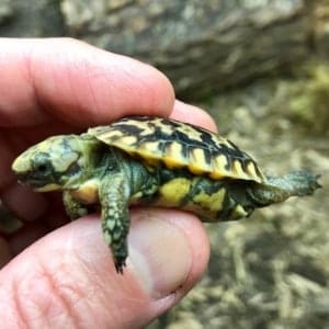 small pet tortoise