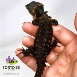 Armored skink for sale