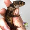 crocodile skink for sale