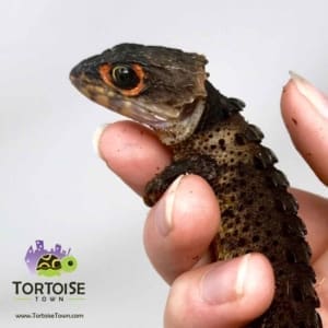 red eye crocodile skink