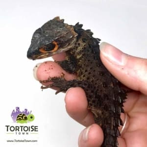 red eye crocodile skink for sale