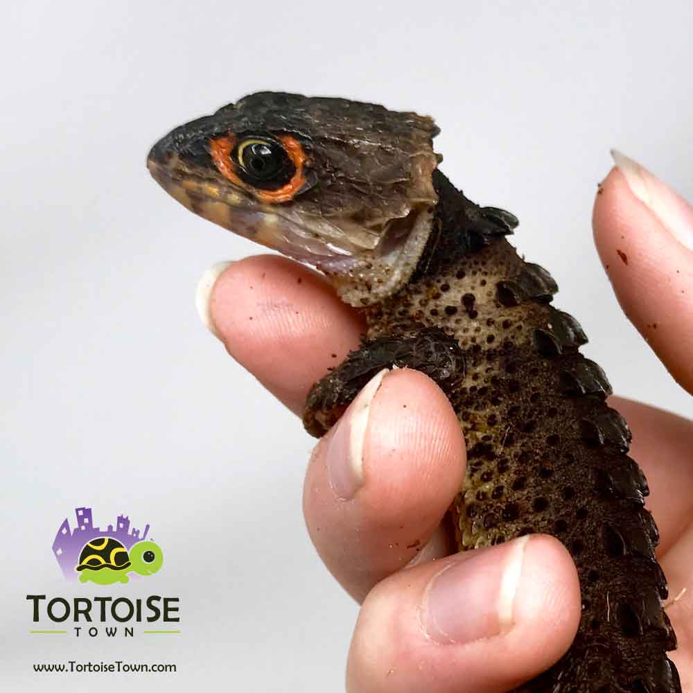 red eye crocodile skink.