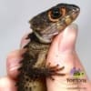 red eyed crocodile skink