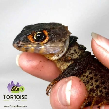 red eyed crocodile skink for sale