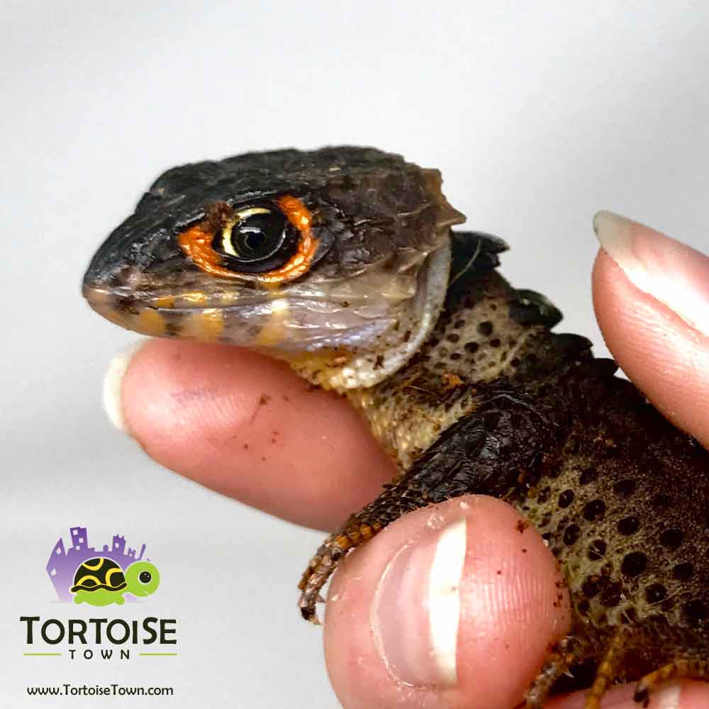 Red Eyed Crocodile Skink For Sale Baby Armored.