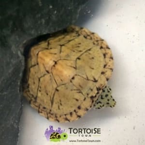 turtle store