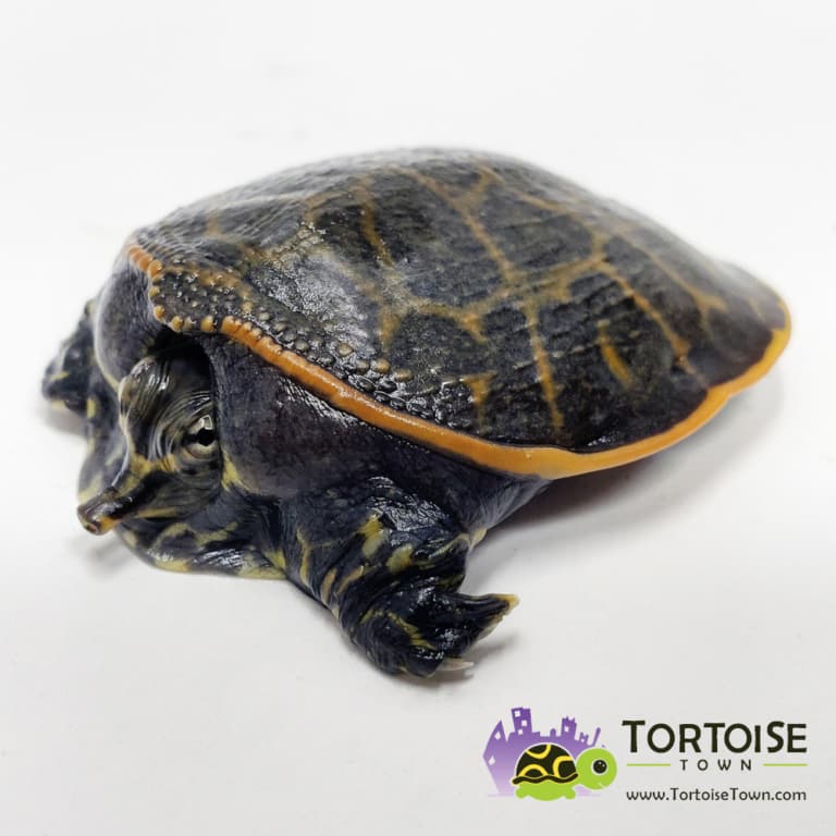 baby turtles for sale online live baby turtle for sale near me prices