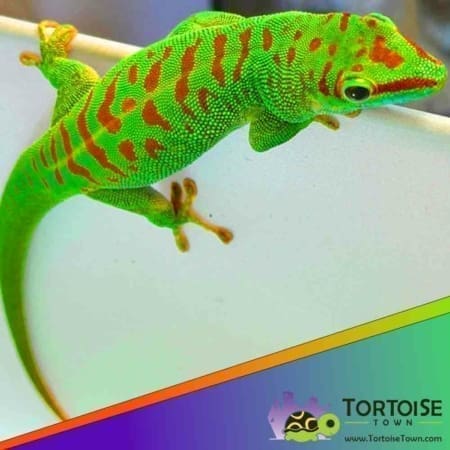 Crimson giant day gecko for sale