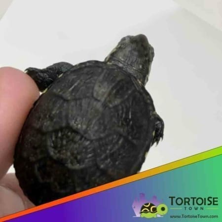 mud turtle for sale