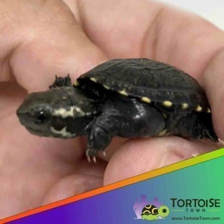 mud turtle price