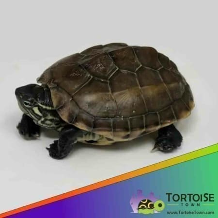 Reeve's turtle