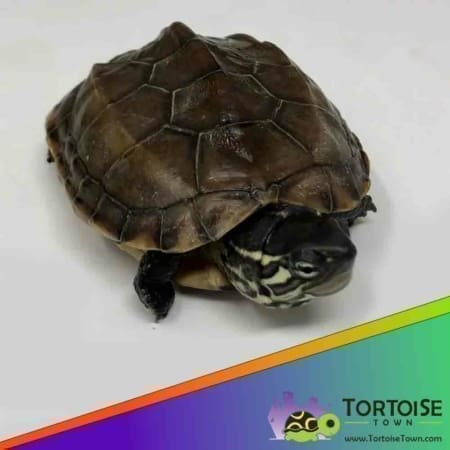 Reeves turtles for sale