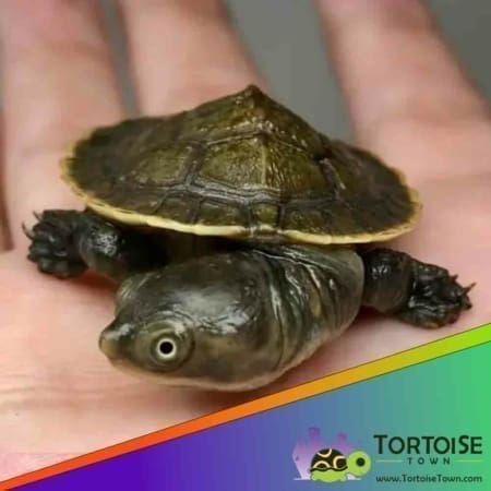 Krefft's turtles for sale