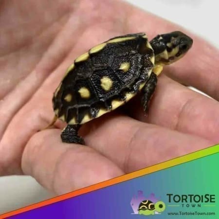 Gulf coast box turtle for sale
