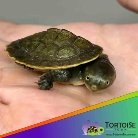 Krefft's turtle for sale