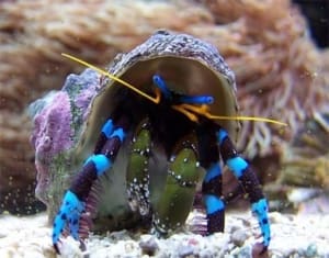 blue leg hermit crab