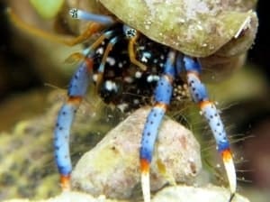 electric blue hermit crab