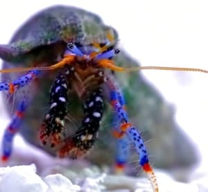 blue legged hermit crab