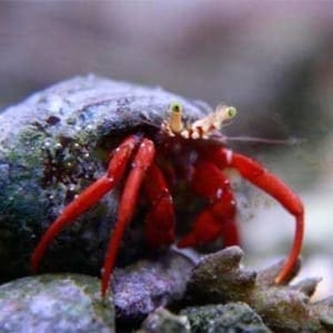 saltwater hermit crabs