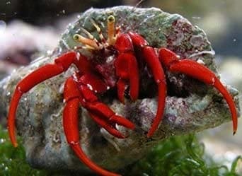 scarlet hermit crab