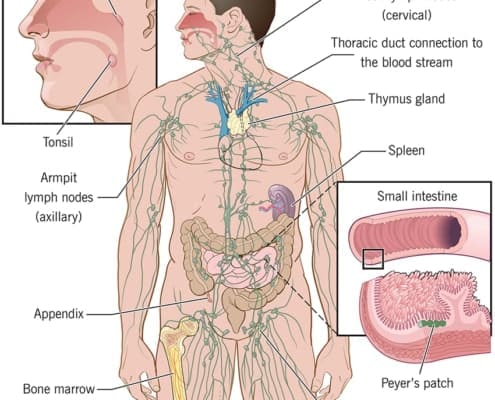 immune system vitamins