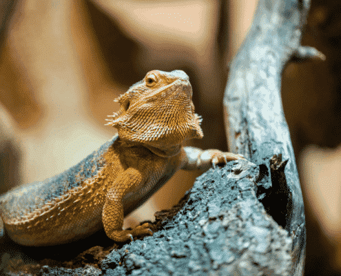 how long do bearded dragons live