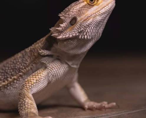 bearded dragon breeder