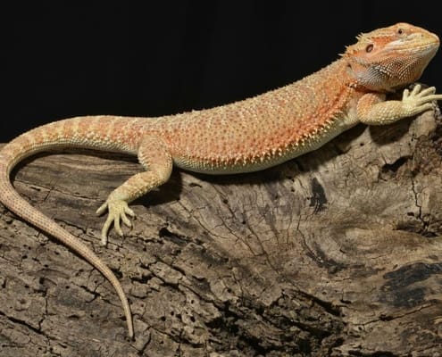 bearded dragon breeding