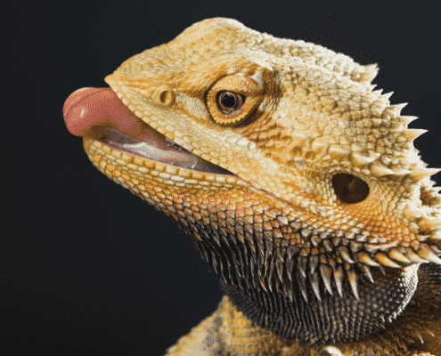 bearded dragon care