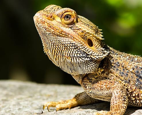 bearded dragon care sheet