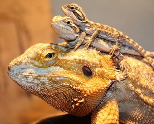 bearded dragon diet