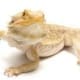 bearded dragon for sale