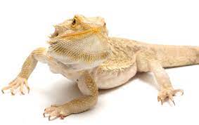 bearded dragon for sale