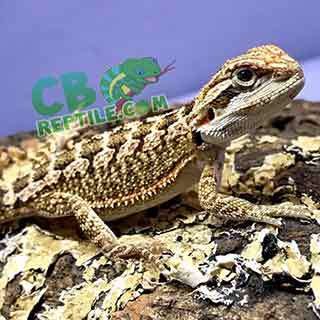 bearded dragon for sale