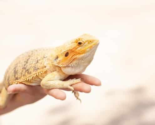 bearded dragon habitat