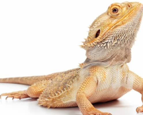 bearded dragon handling