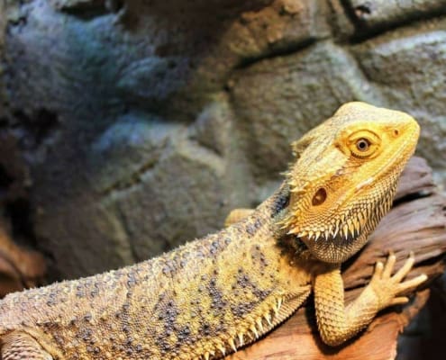 bearded dragon lifespan