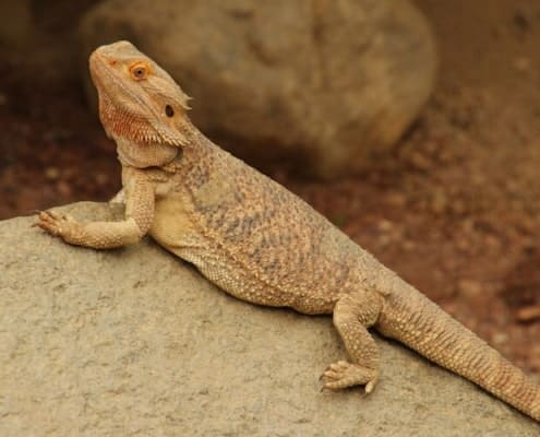 bearded dragon size