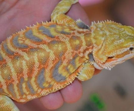 Citrus bearded dragons for sale online baby citrus bearded dragon