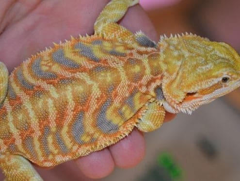 citrus bearded dragon for sale