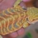 citrus bearded dragon for sale