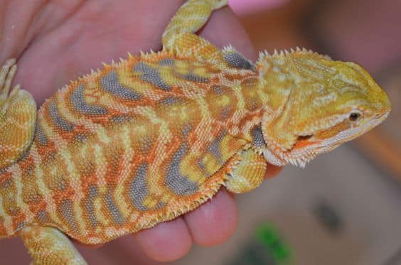 live bearded dragons for sale near me