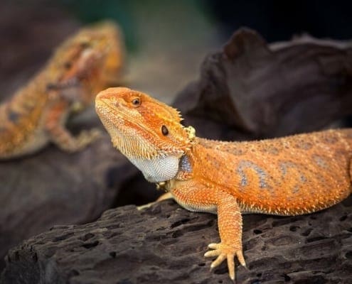 fancy bearded dragon