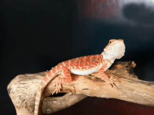 sandfire leatherback bearded dragon