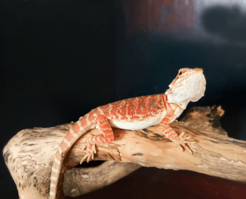 fancy bearded dragon for sale