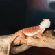 fancy bearded dragon for sale