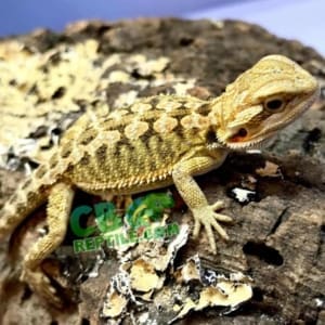 baby bearded dragon