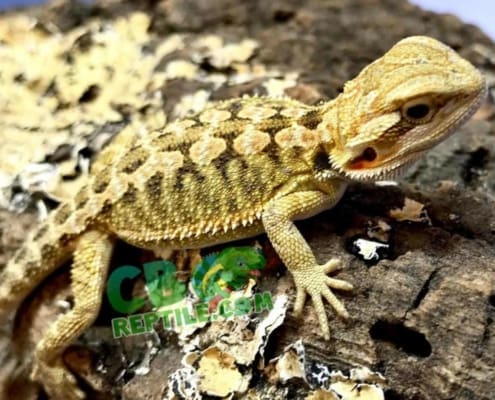 bearded dragon habitat