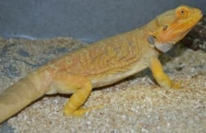 bearded dragon breeder